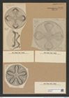 Aulacodiscus petersii Ehr. (de-Toni-Nr.: Genus 182, Species 4544) Zeichnungen Sammlung Grunow Nr. 8146 (NHMW-BOT-W0377504)